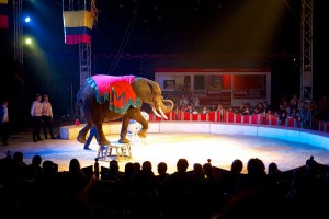 By Sebastiaan ter Burg from Utrecht, The Netherlands (Elephant at Circus Maximum) [CC BY 2.0 (httpcreativecommons.orglicensesby2.0)], via Wikimedia Commons