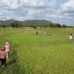 Walking through rice fields in Cambodia - responsible travel with Intrepid