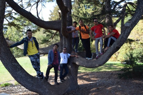 Phare Circus performers posing on a 100+ year old tree on the Berkeley campus.