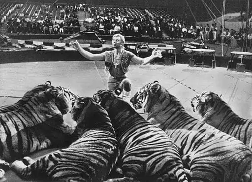 Traditional kind of circus: Ringling_Bros_and_Barnum_&_Bailey_Circus_Gunther_Gebel-Williams_1969, lions and lion tamer