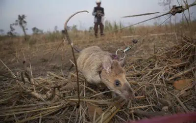 APOPO Hero Rats! – And the Work they do in Cambodia